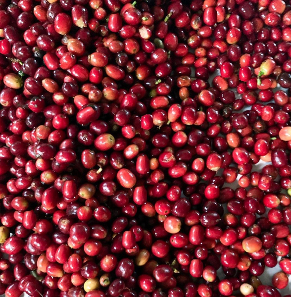 What Makes Supreme Origin Coffees The Best?